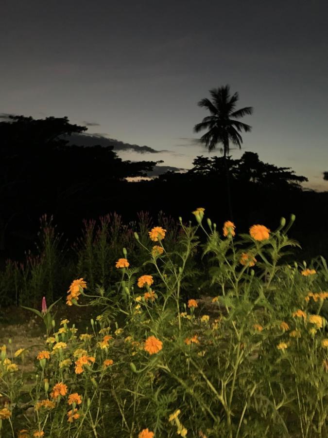 Green Queendom Farm And Lodging Oracabessa Eksteriør bilde